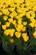 Leinwandbild Motiv yellow tulips