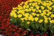 Leinwandbild Motiv yellow tulips and red flowers