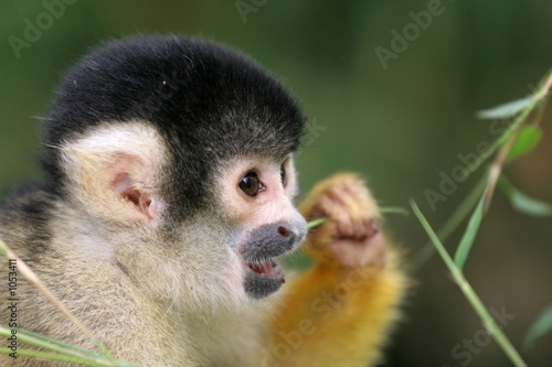 squirrel monkey eating Canvas Print