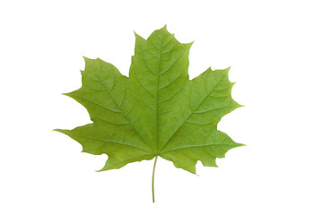 maple leaf