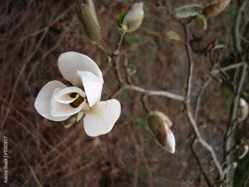 Naklejka dekoracyjna white magnolia