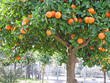sour orange tree