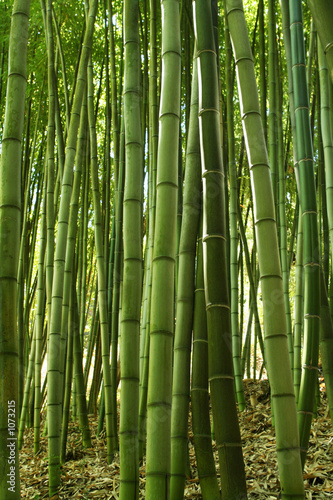 Nowoczesny obraz na płótnie bamboo forest