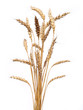 canvas print picture - golden wheat