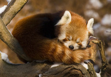 Red Panda (ailurus Fulgens)