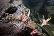 Leinwandbild Motiv lion fish