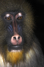 Mandrill- Young Alpha Male