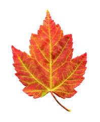 Wall Mural - maple leaf in fall colors isolated on white bg
