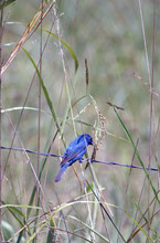 Mountain Bluebird 1