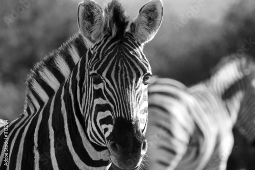 Plakat na papierze fotorealistycznym Zebra