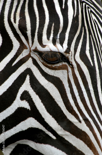 Plakat na papierze fotorealistycznym Zebra grevy'ego