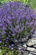 lavender rock garden