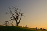 Fototapeta Sawanna - spooky tree