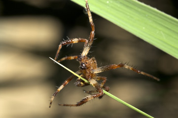 spider on stalk