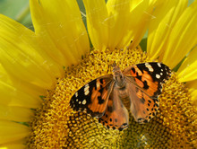 Butterfly On Sunflower