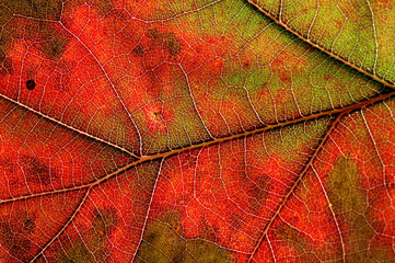 autumn leaf