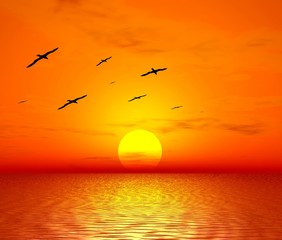 Poster - red sunset. flight of birds