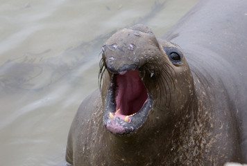 elefant seal calling