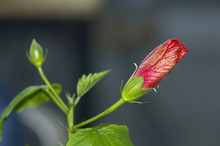 Budding Red Hibiscus Flower