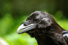 A Head Of Raven