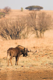Fototapeta Zwierzęta - wildebeest #2