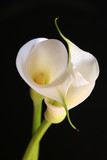 two calla lillies