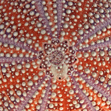 Sea Urchin Detail
