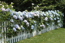 Hydrangeas On A Fence