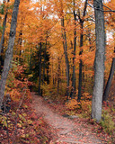 Fototapeta Tęcza - a fall trail walk