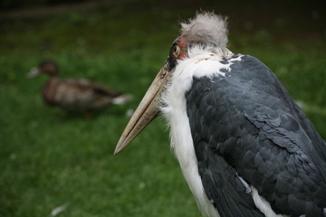 Poster - marabu