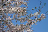 cherry blossoms