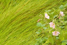 Pink Flowers In Green Marsh Grass