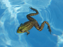 Green Frog In A Pool
