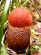 © Pali A - аspen mushroom