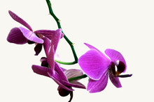 Orchid Spray