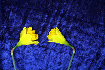 yellow flower closeup