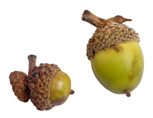 two green acorns