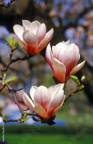 Board z aluminiowym obramowaniem Magnolien4