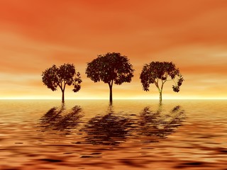  trio trees on the sunset