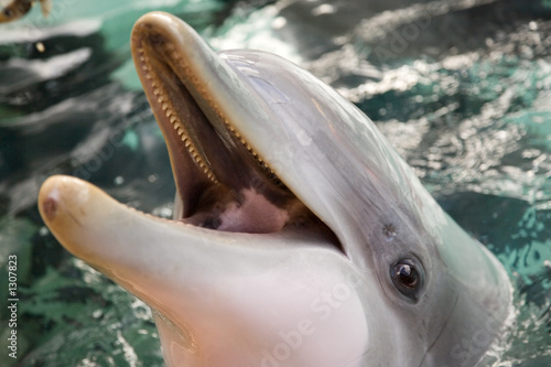Obraz na płótnie canvas trzyczęściowy "tryptyk" Delfin