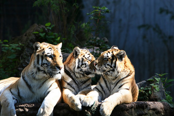 tiger trio