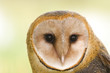 barn owl face