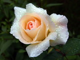 rose im regen