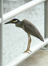 Yellow Crowned Night Heron
