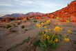 canvas print picture desert landscape