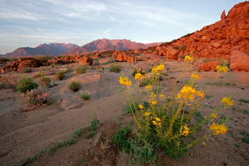 Sticker - desert landscape