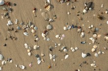 Sand And Shells