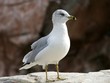 seagull birds white gray marine