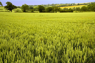 Wall Mural - farmland warwickshire view from offchurch greenway