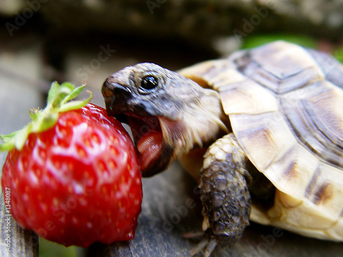Turtle Eating Strawberry Stock Photo Adobe Stock